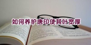 如何养护唐印使其叶宽厚