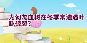 为何龙血树在冬季常遭遇叶脉破裂？