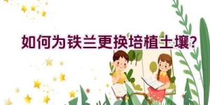 如何为铁兰更换培植土壤？