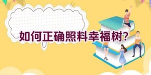 如何正确照料幸福树？