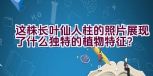 “这株长叶仙人柱的照片展现了什么独特的植物特征？”