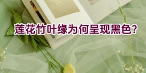 莲花竹叶缘为何呈现黑色？