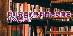 树叶变黄的铁树背后隐藏着什么原因？