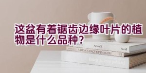 这盆有着锯齿边缘叶片的植物是什么品种？