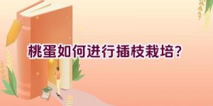 桃蛋如何进行插枝栽培？