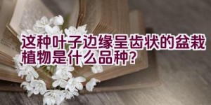 这种叶子边缘呈齿状的盆栽植物是什么品种？