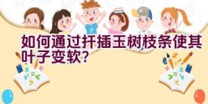 如何通过扦插玉树枝条使其叶子变软？