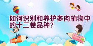 如何识别和养护多肉植物中的十二卷品种？