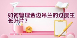 如何管理金边吊兰的过度生长叶片？