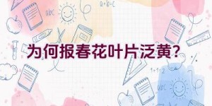 为何报春花叶片泛黄？