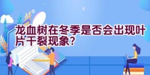 龙血树在冬季是否会出现叶片干裂现象？