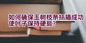 如何确保玉树枝条扦插成功使叶子保持硬挺？