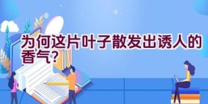 为何这片叶子散发出诱人的香气？