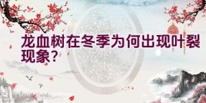 龙血树在冬季为何出现叶裂现象？