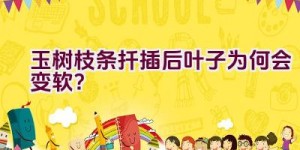 玉树枝条扦插后叶子为何会变软？