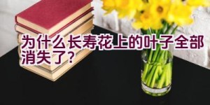 为什么长寿花上的叶子全部消失了？