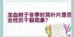 龙血树于冬季时其叶片是否会经历干裂现象？