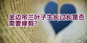 金边吊兰叶子生长过长是否需要修剪？