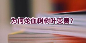 为何龙血树树叶变黄？