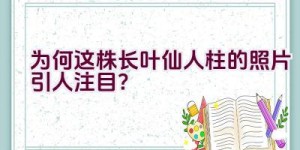 为何这株长叶仙人柱的照片引人注目？