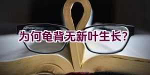 为何龟背无新叶生长？