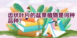 齿状叶片的盆景植物是何种品种？