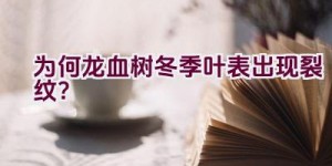 为何龙血树冬季叶表出现裂纹？