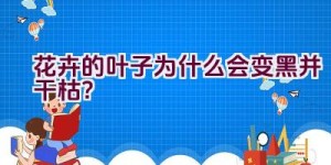 花卉的叶子为什么会变黑并干枯？