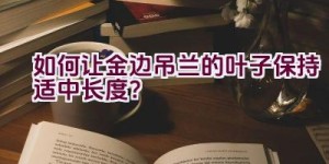 如何让金边吊兰的叶子保持适中长度？