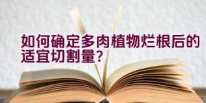 如何确定多肉植物烂根后的适宜切割量？