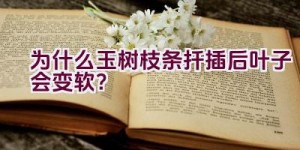 为什么玉树枝条扦插后叶子会变软？