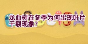 龙血树在冬季为何出现叶片干裂现象？