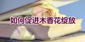 如何促进木香花绽放