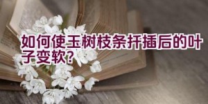 如何使玉树枝条扦插后的叶子变软？