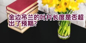 金边吊兰的叶片长度是否超出了预期？