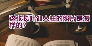 这张长叶仙人柱的照片是怎样的？