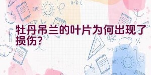 牡丹吊兰的叶片为何出现了损伤？