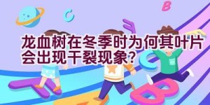 龙血树在冬季时为何其叶片会出现干裂现象？