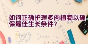 如何正确护理多肉植物以确保最佳生长条件？