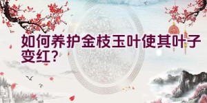 如何养护金枝玉叶使其叶子变红？