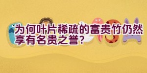 为何叶片稀疏的富贵竹仍然享有名贵之誉？