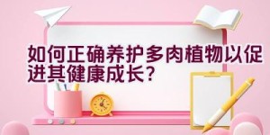 如何正确养护多肉植物以促进其健康成长？