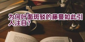 为何叶面斑驳的藤蔓如此引人注目？