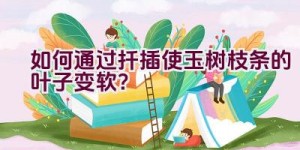 如何通过扦插使玉树枝条的叶子变软？