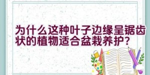 为什么这种叶子边缘呈锯齿状的植物适合盆栽养护？