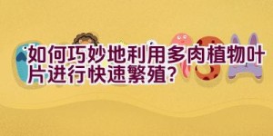 如何巧妙地利用多肉植物叶片进行快速繁殖？