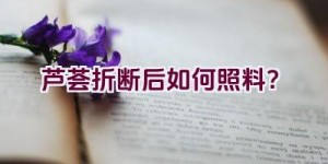 芦荟折断后如何照料？