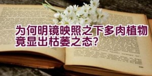 为何明镜映照之下多肉植物竟显出枯萎之态？