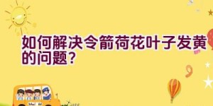 如何解决令箭荷花叶子发黄的问题？