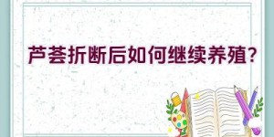 芦荟折断后如何继续养殖？